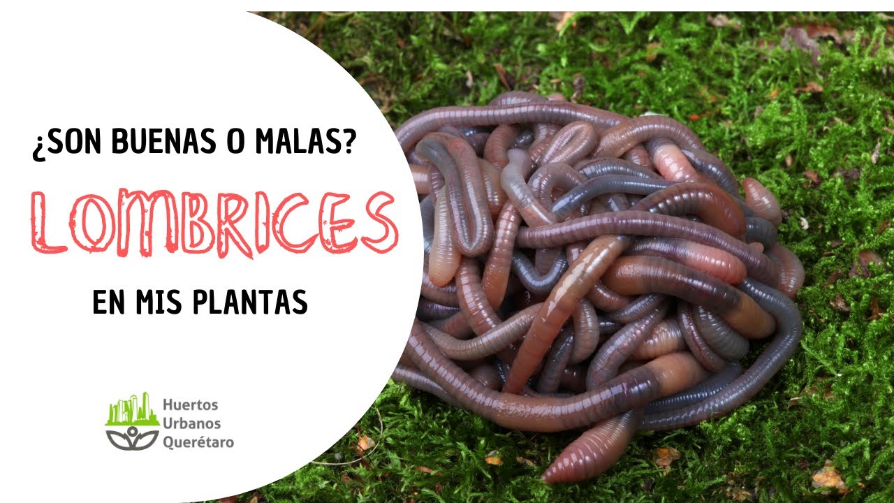 tierra con lombrices es buena para las plantas