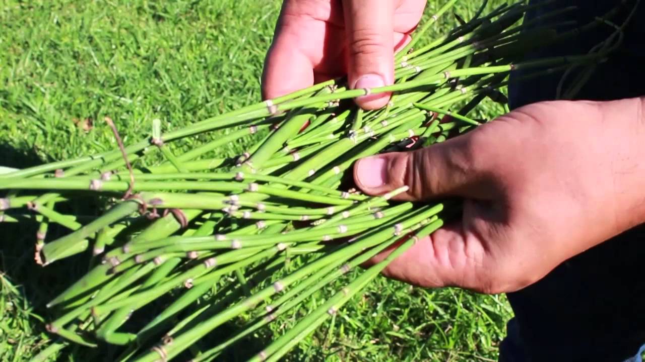 tipos de cola de caballo planta