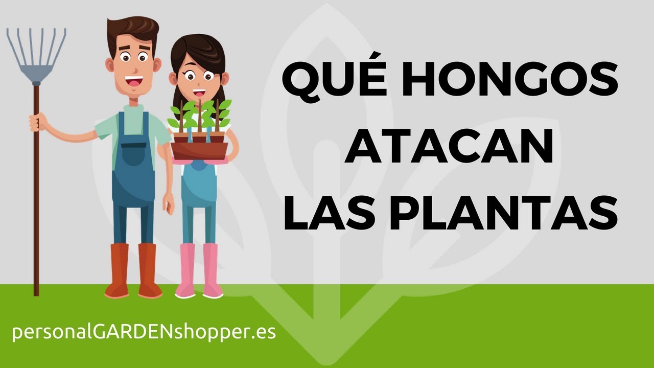 tipos de hongos en las plantas de jardin