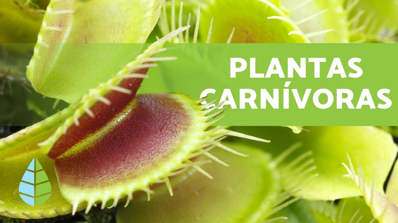 tipos de plantas carnivoras en españa