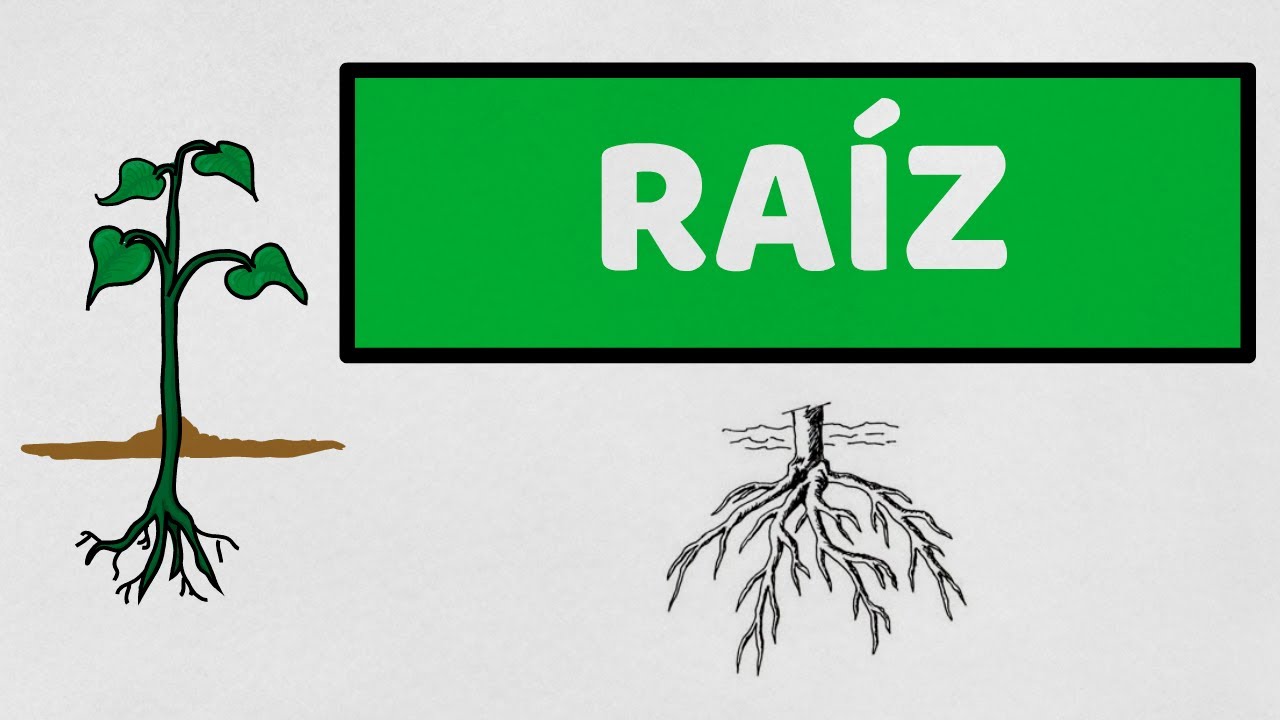 tipos de raices de una planta