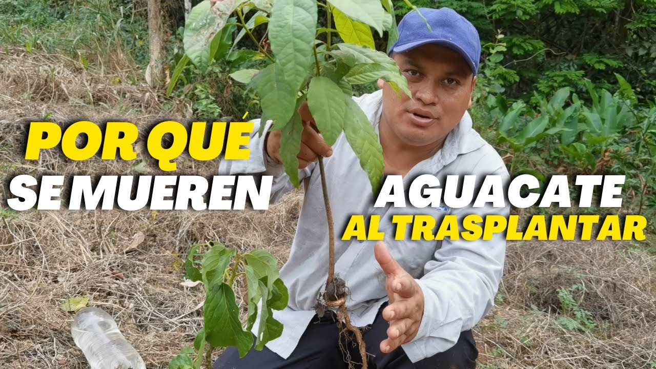 trasplantar aguacate de maceta a tierra