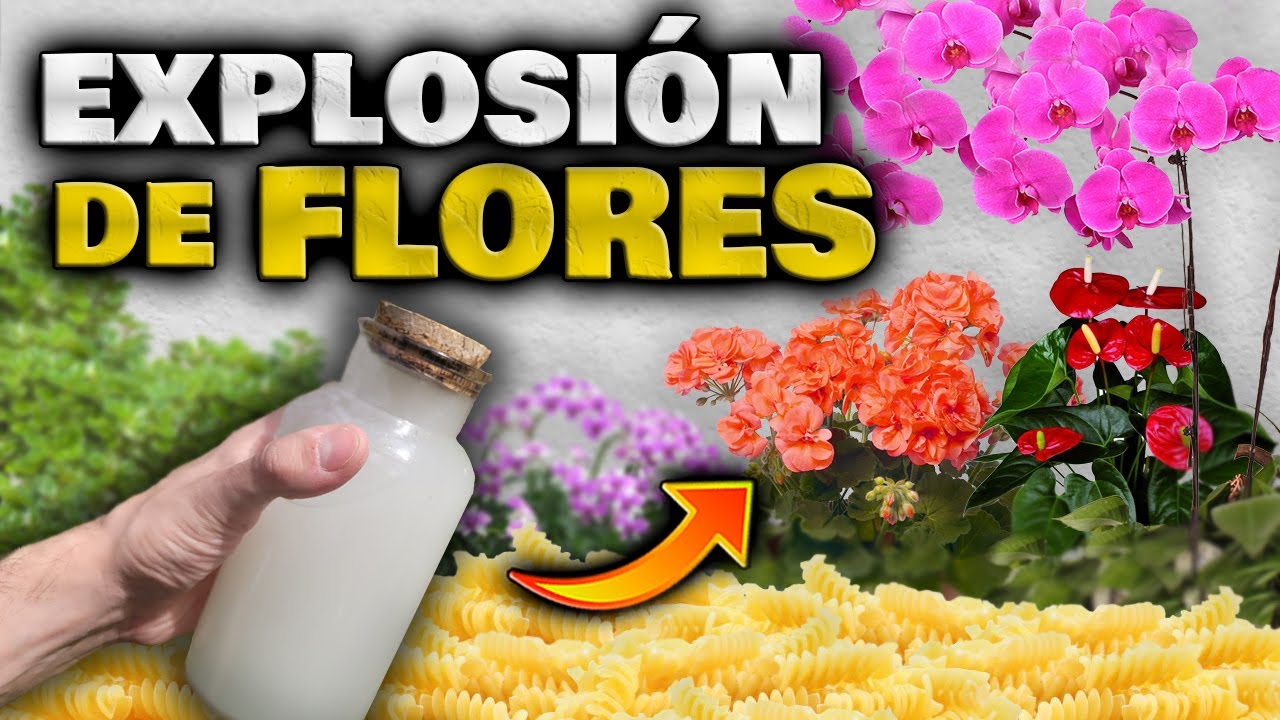 trucos caseros para que florezcan los geranios