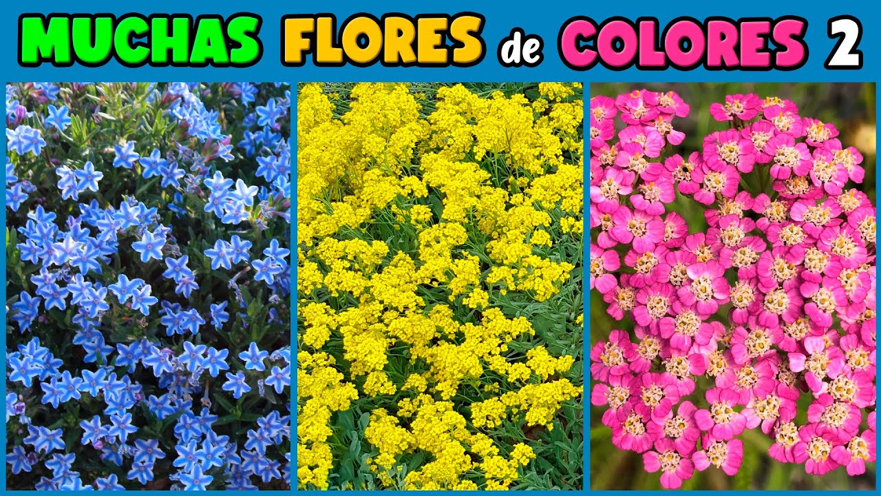 un árbol con flores muy pequeñas