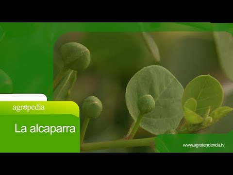 venta de plantas de alcaparra en murcia