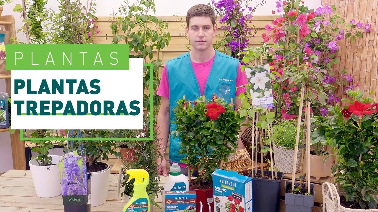 venta de plantas de fresas trepadoras