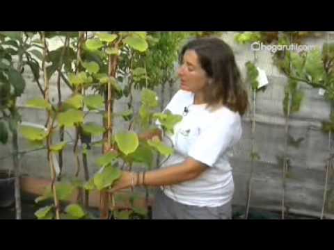 venta de plantas de kiwi en galicia