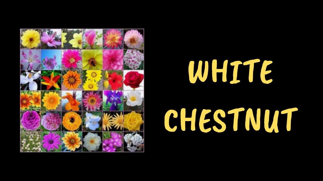 white chestnut la energía de las flores