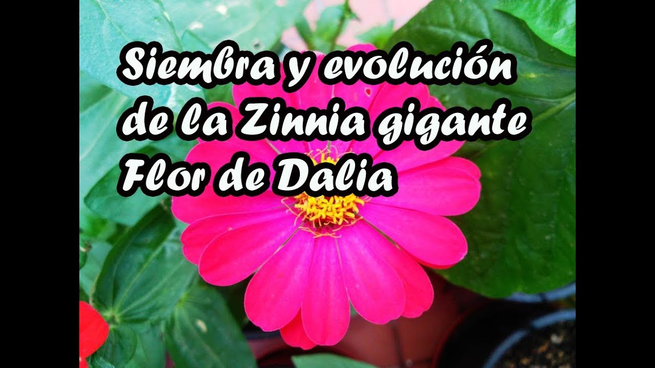 zinnia gigante flor de dalia variada