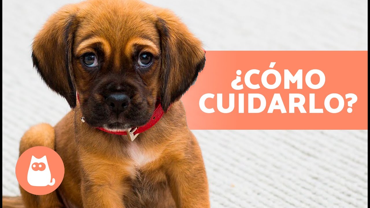 10 consejos para cuidar a tu mascota
