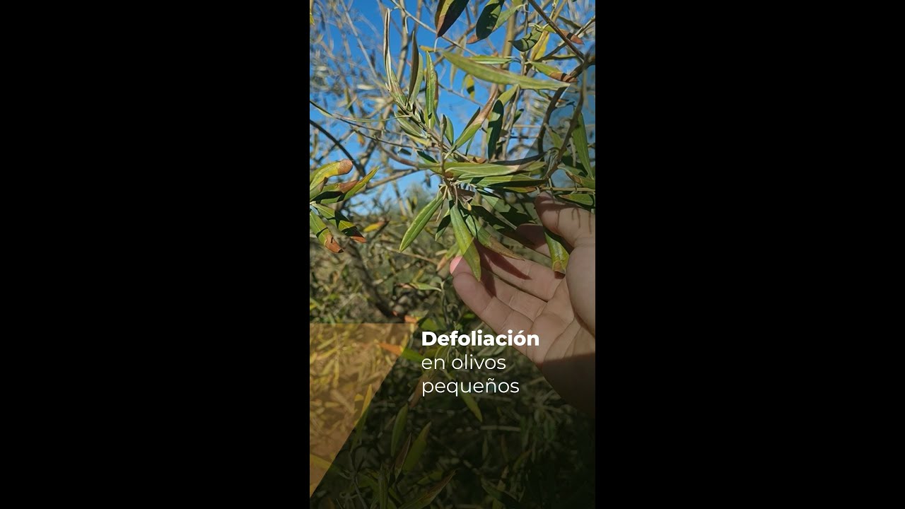 a mi olivo se le caen las hojas verdes
