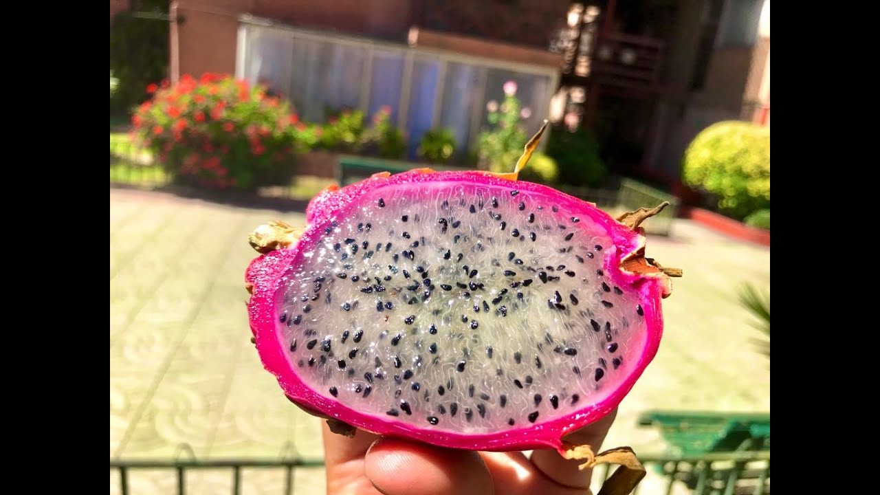 a que sabe la pitaya rosa