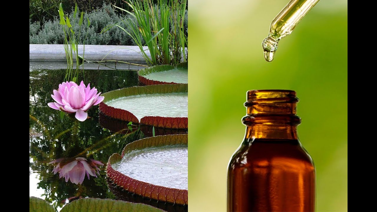 aceite esencial flor de loto propiedades