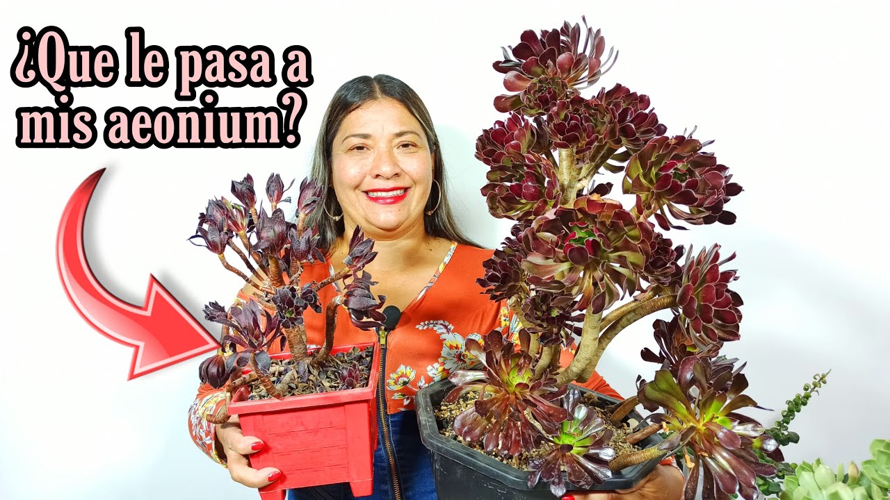 aeonium arboreum se le caen las hojas
