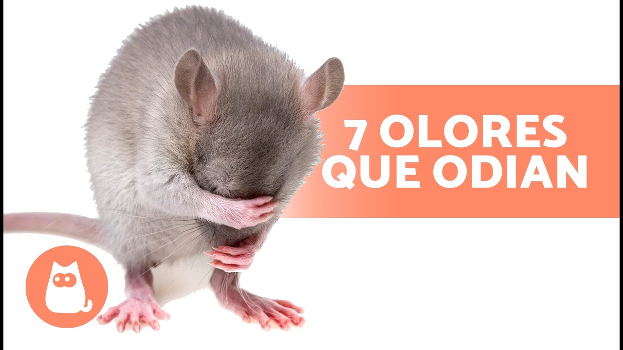 agujeros de ratas en el jardín