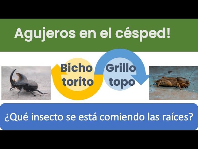agujeros pequeños en la tierra de jardín