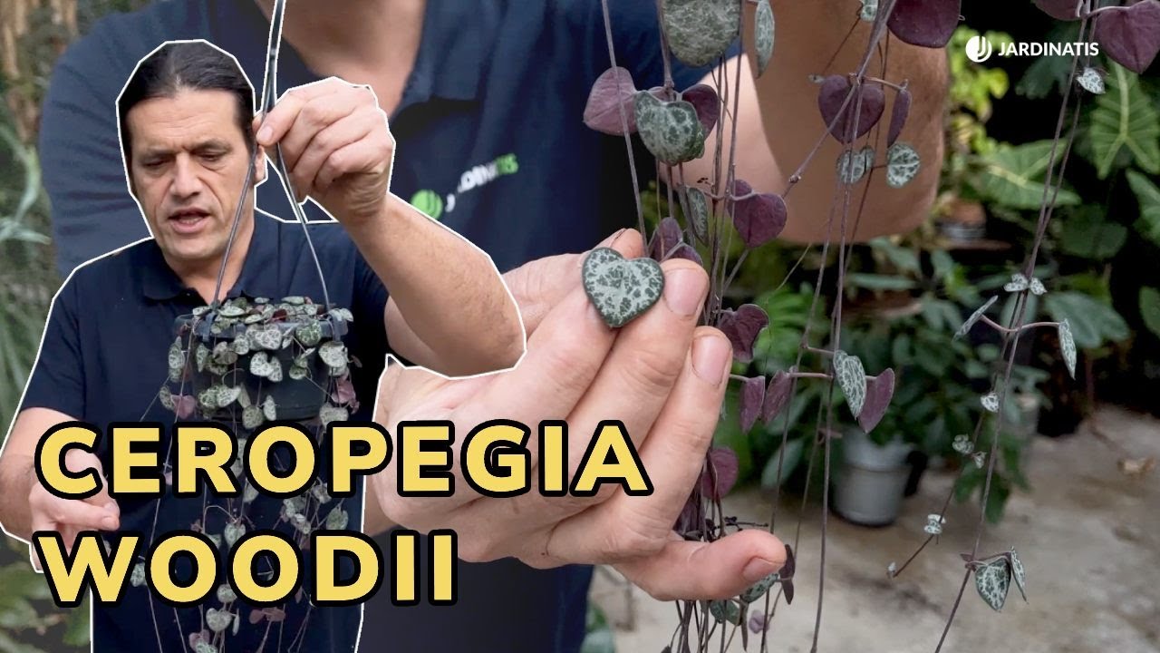 arbol con hojas en forma de corazon