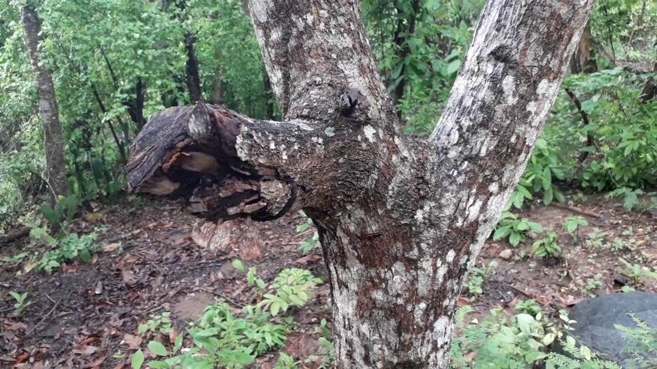 arbol con manchas blancas en el tronco