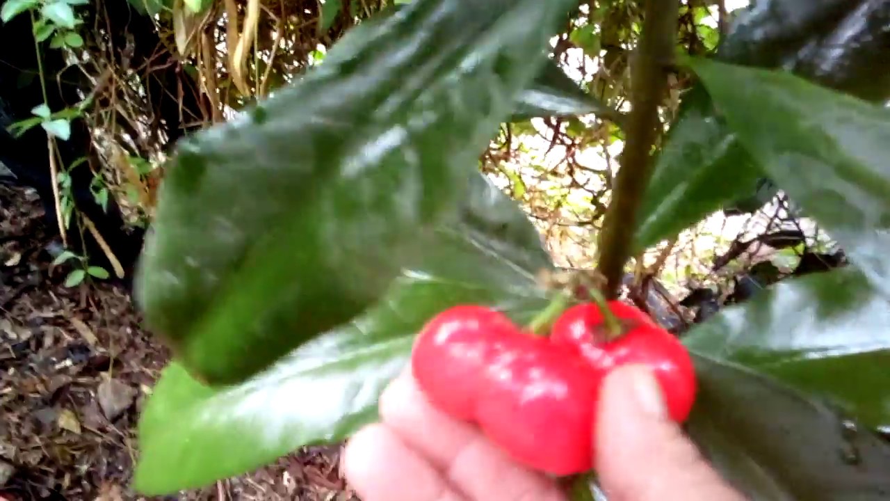 arbol de frutos rojos pequeños nombres