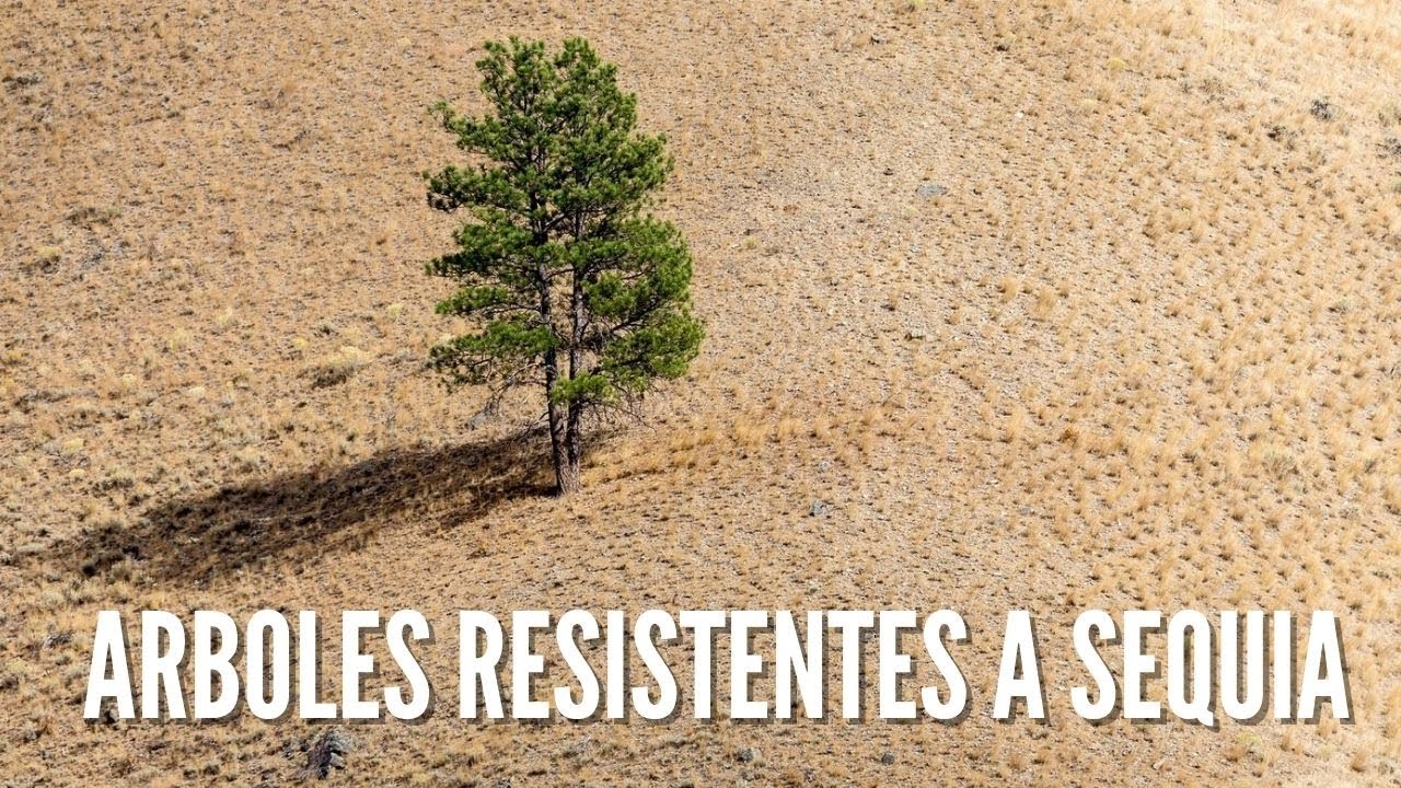 árbol de hoja perenne resistente a las bajas temperaturas