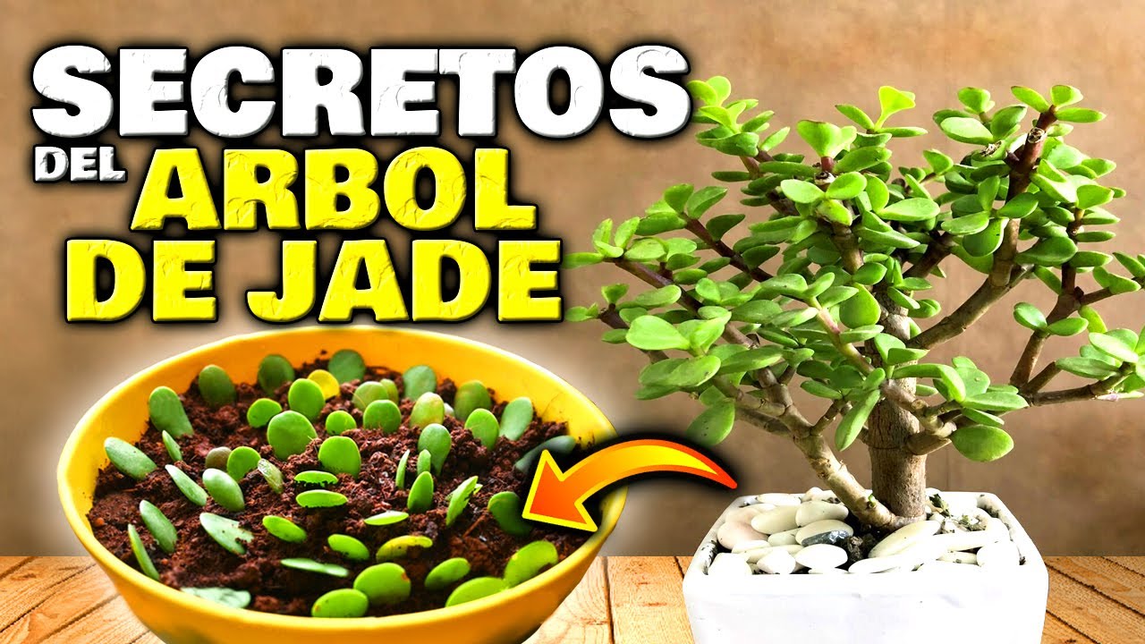 arbol de jade sol o sombra