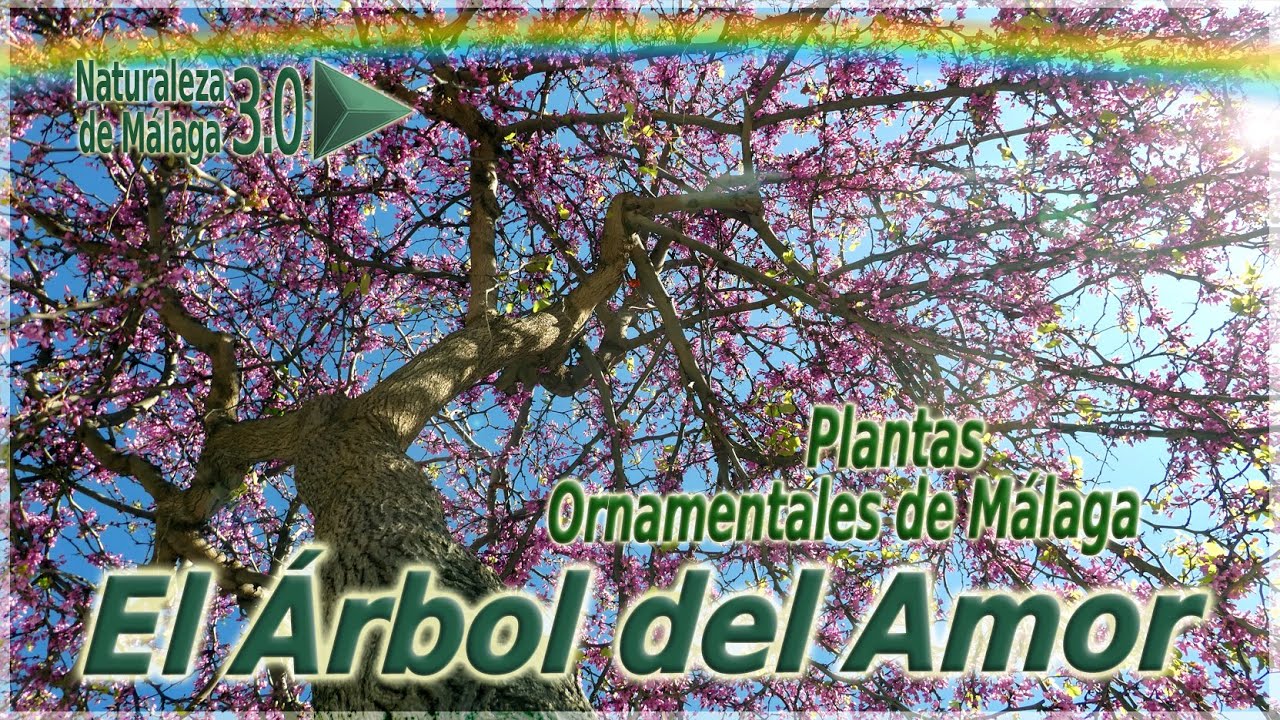 arbol de judas o del amor