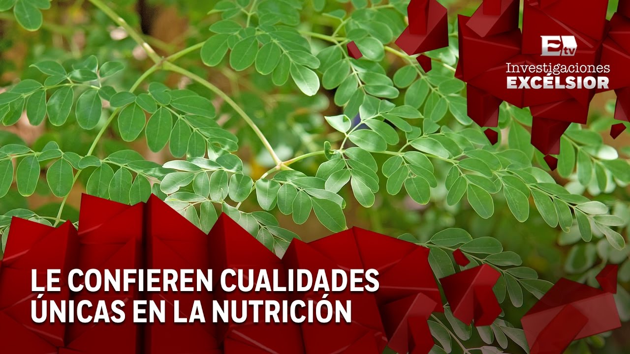 arbol de la vida o moringa