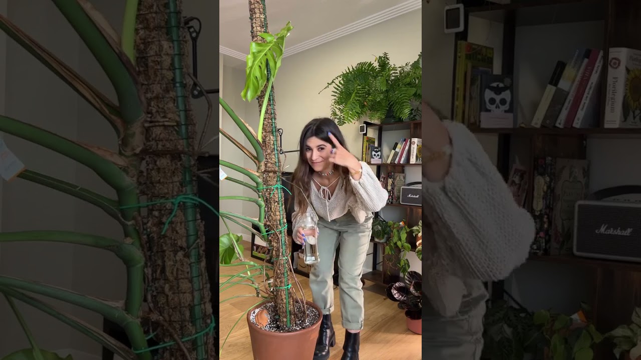árbol de tronco grueso con hojas grandes