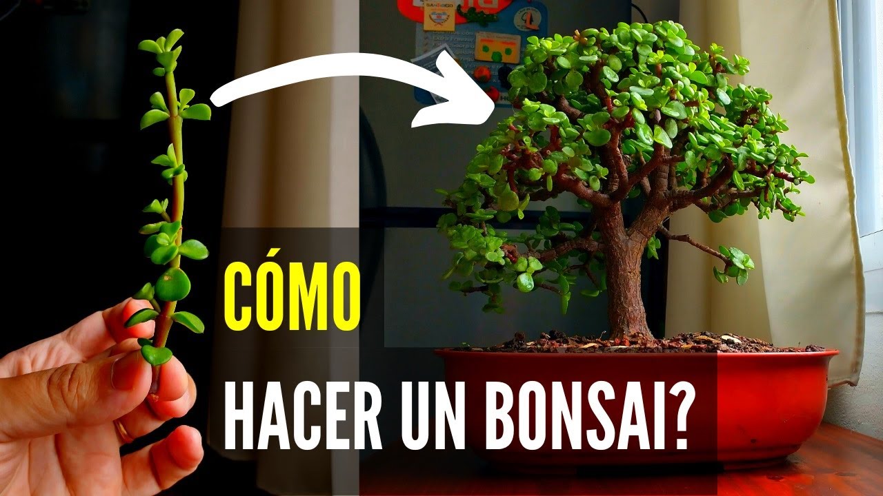 arbol enano cultivado con una tecnica japonesa