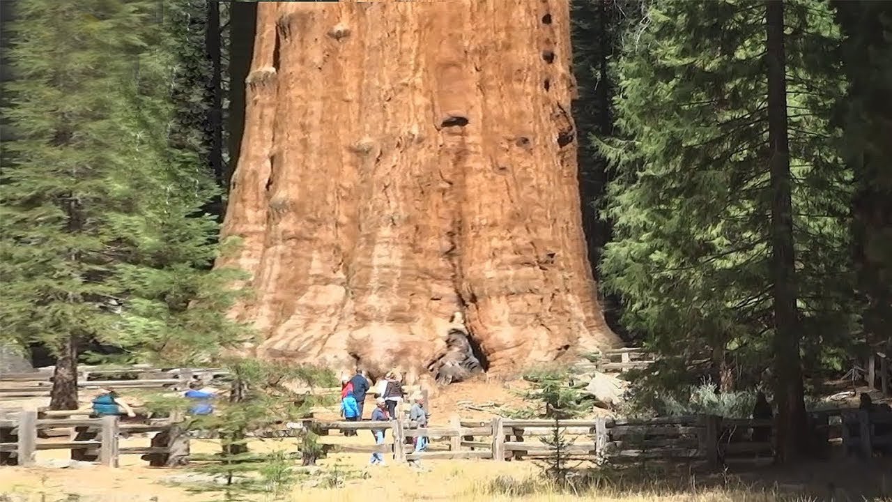 arbol longevo que puede alcanzar 120 m de altura