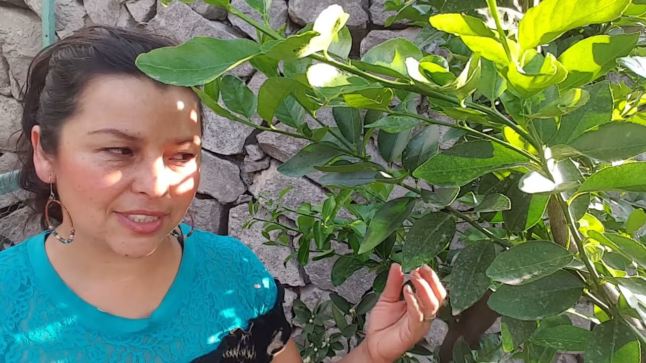 arbol que da naranjas y limones