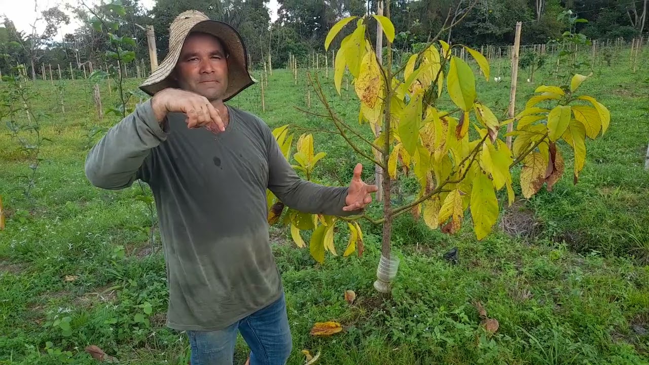 arbol que se pone amarillo en otoño