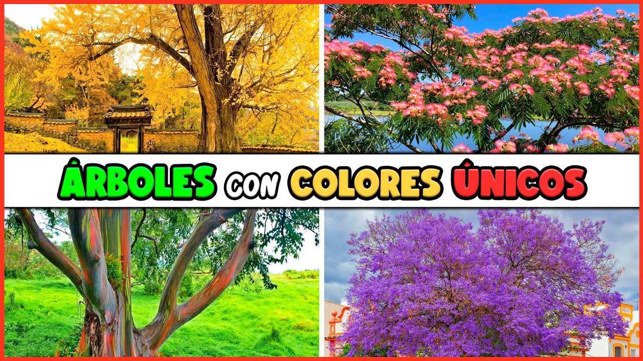 arbol subtropical de sudamerica color violeta