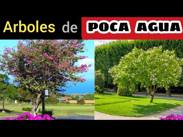 arboles de crecimiento rapido y poca agua