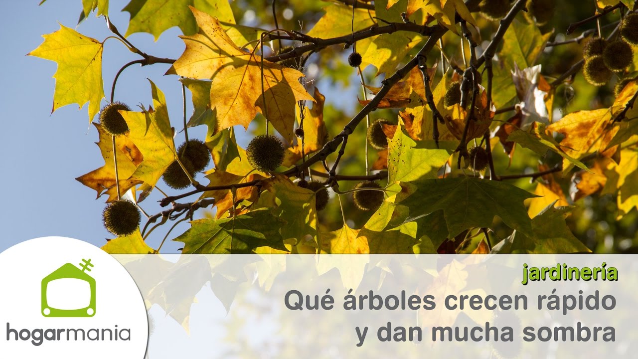 arboles de hoja perenne y crecimiento rapido para jardin