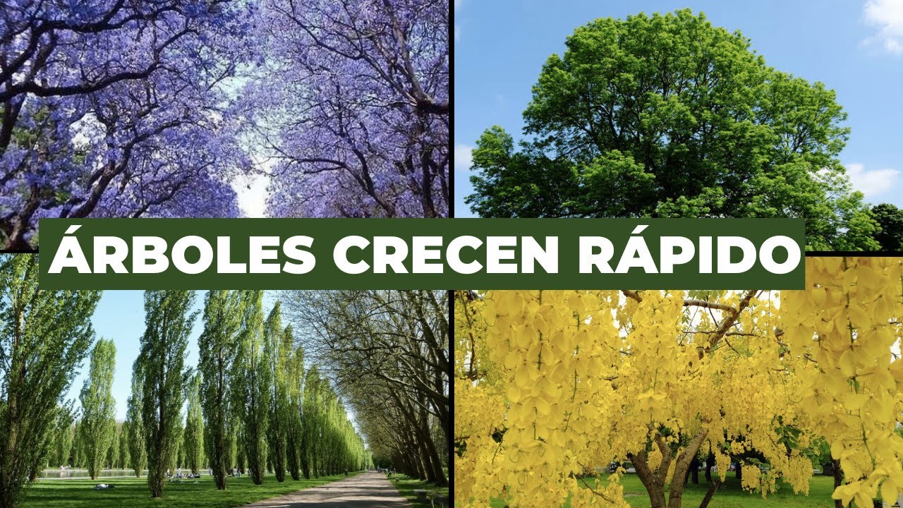 árboles de sombra de crecimiento rápido hoja perenne