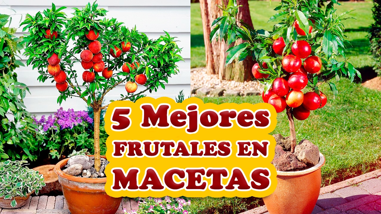 árboles frutales para jardín con poca raíz