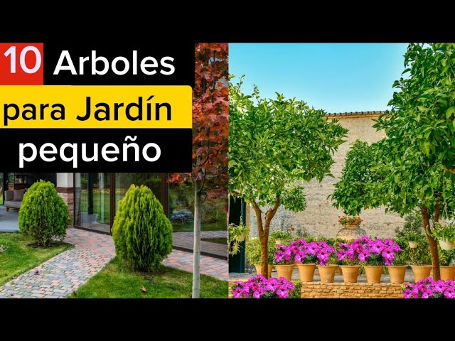 árboles para jardín que no ensucien