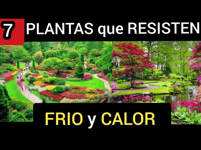arboles que aguanten frio y calor