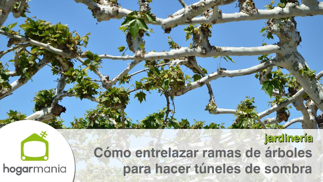 arboles que se unen por las ramas