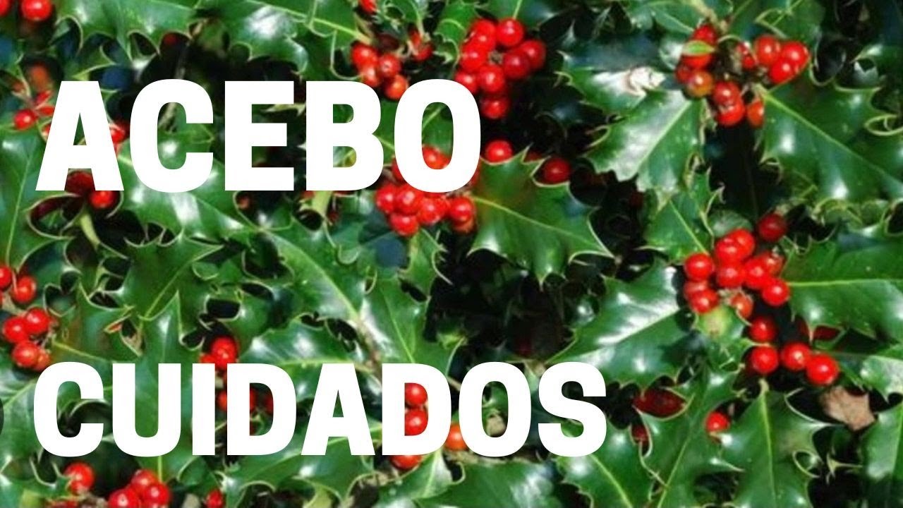 arbusto de navidad como se llama