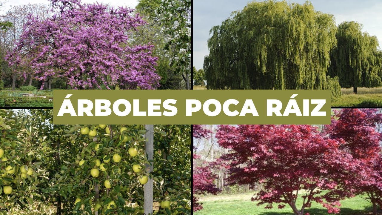 arbustos de crecimiento rápido y poca raíz