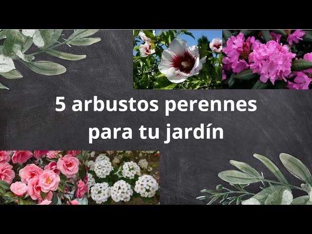 arbustos de exterior de hoja perenne