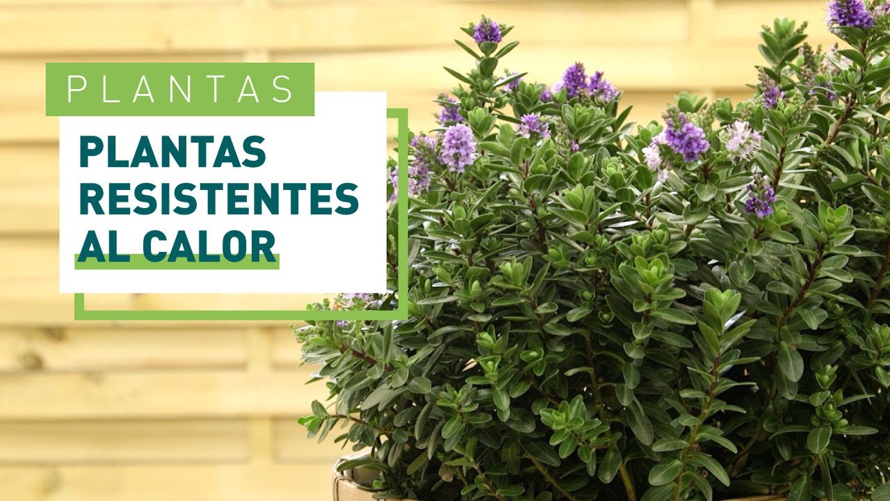 arbustos de jardin resistentes al frio y al calor