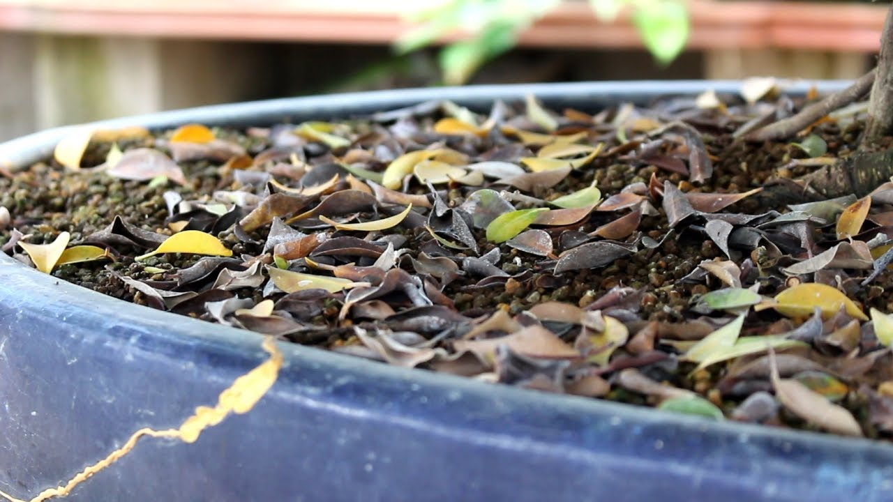 bonsai carmona microphylla se le caen las hojas