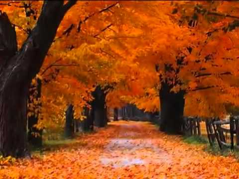 buenas noches con hojas de otoño
