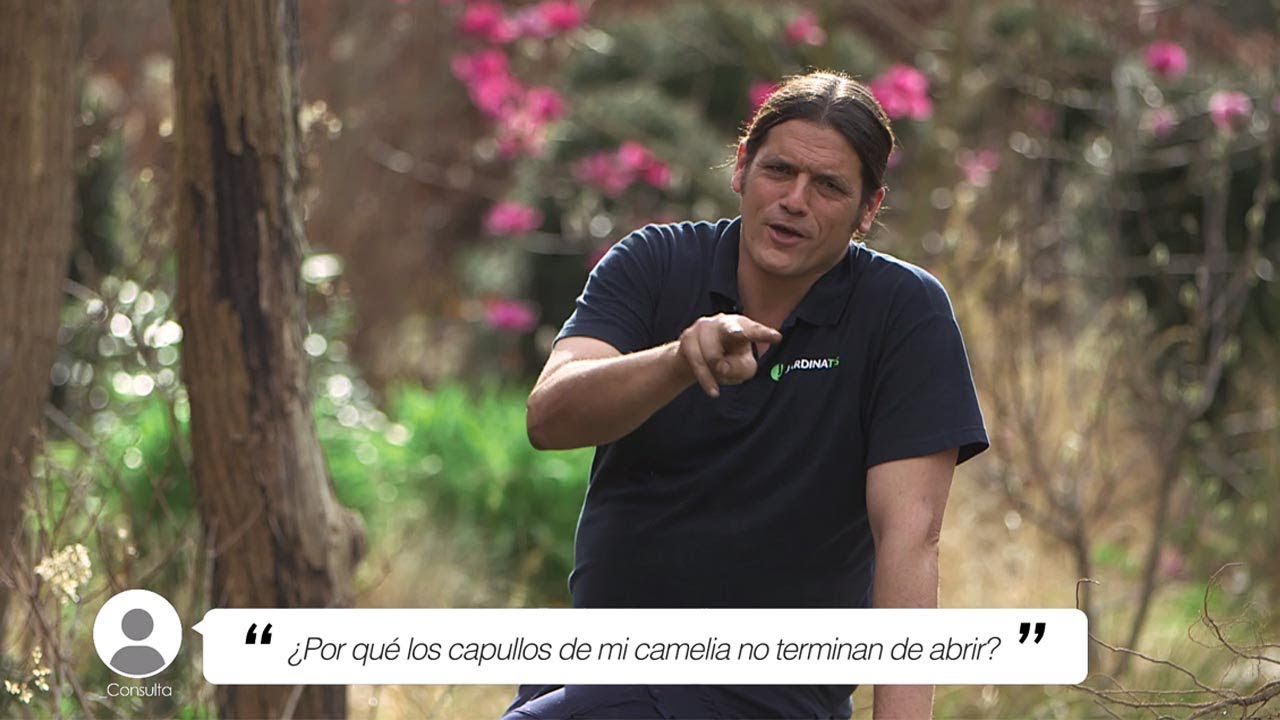 camelia con hojas marrones y secas