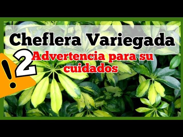 cheflera hojas que se caen constantemente