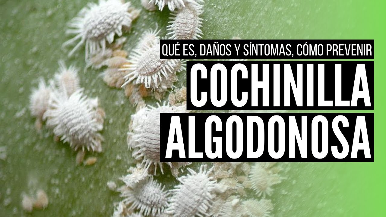 cochinilla algodonosa es peligrosa para humanos
