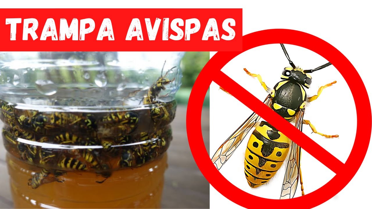 como acabar con las avispas en el jardin